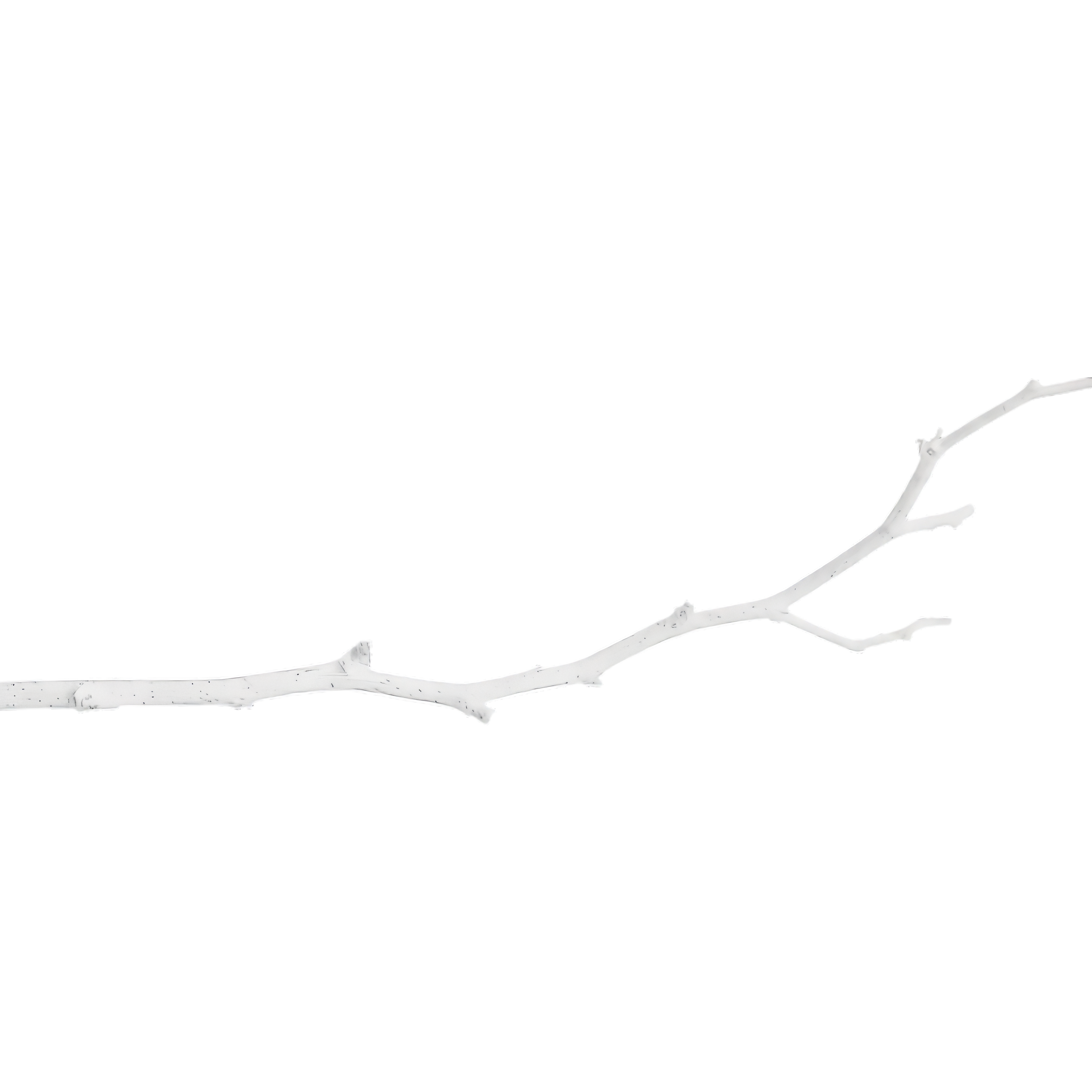 Branch Press